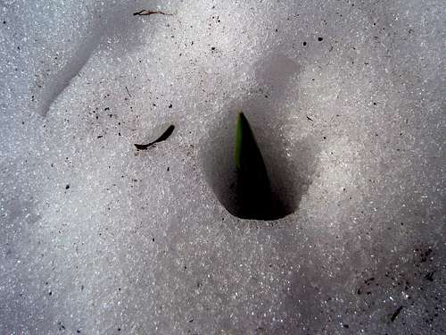 Plant in the Snow