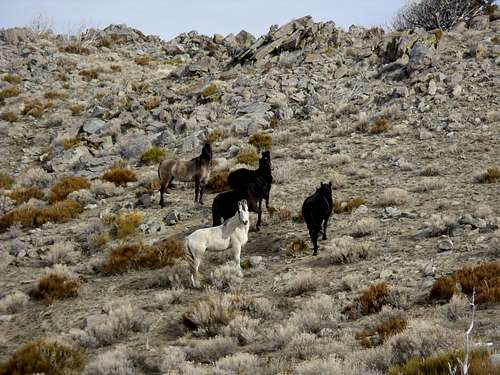 Wild horses seen near the summit of Freds Mountain