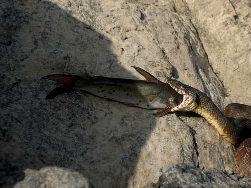 Good Day for a Snake, Bad Day for a Catfish