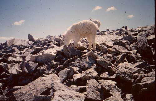 Grays Peak Goat