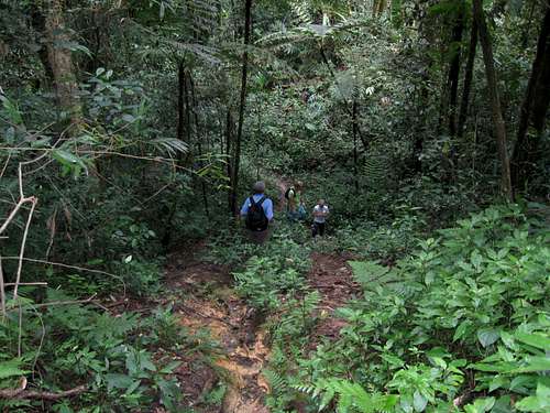 Jungle Trail #8