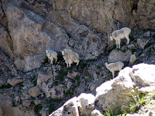 mountain goats between Baird and Elkhorn
