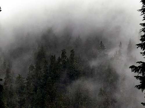 Misty Forest on Lookout Mountain