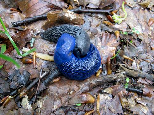 The Carpathian blue slugs<br><i>Bielzia coerulans</i>