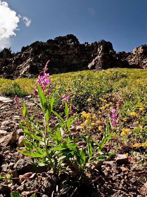 Flower Below Applegate East Cliffs