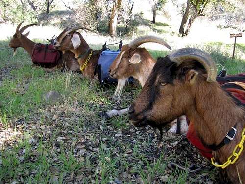 Pack Goats
