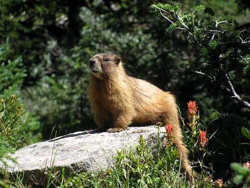 Marmot