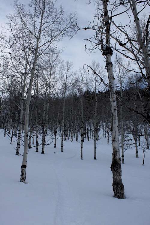 Tree skiing