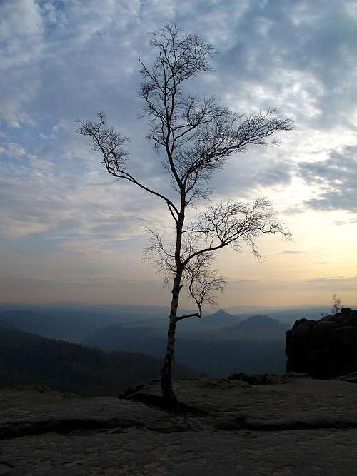 A lonesome birch tree on Breite Kluft overlooking the Elbe valley to the south