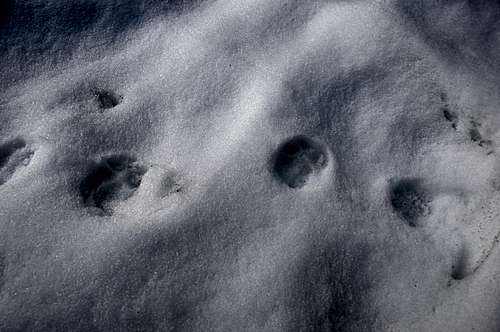 Bear Footprints