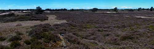 Field of wild heather on the Hiddensee seaside