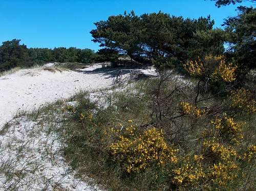 Heather and yellow gorse on the Hiddensee seaside