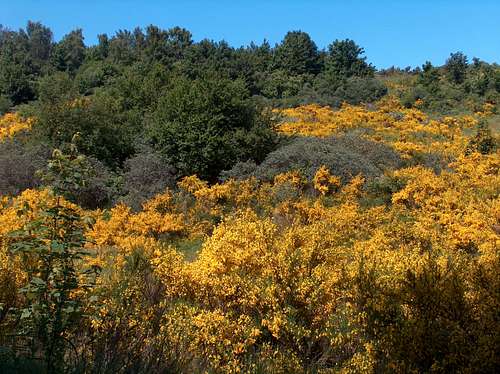 Yellow Gorse on Hiddensee's Dornbusch hills