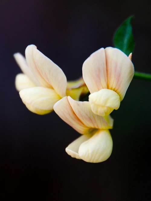 Wild Pea (<i>Lathyrus vestitus</i>) 