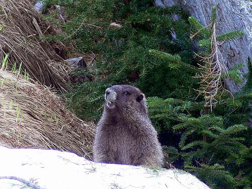 Squeaking Marmot
