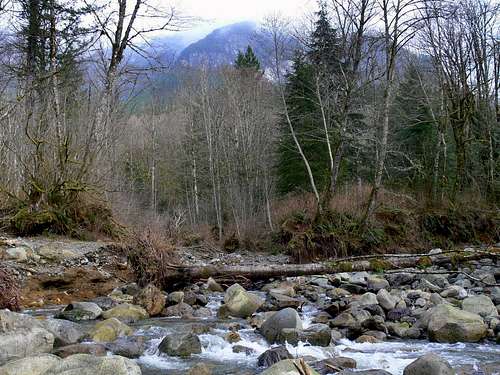 Looking up to Mount Zekes through the Woods