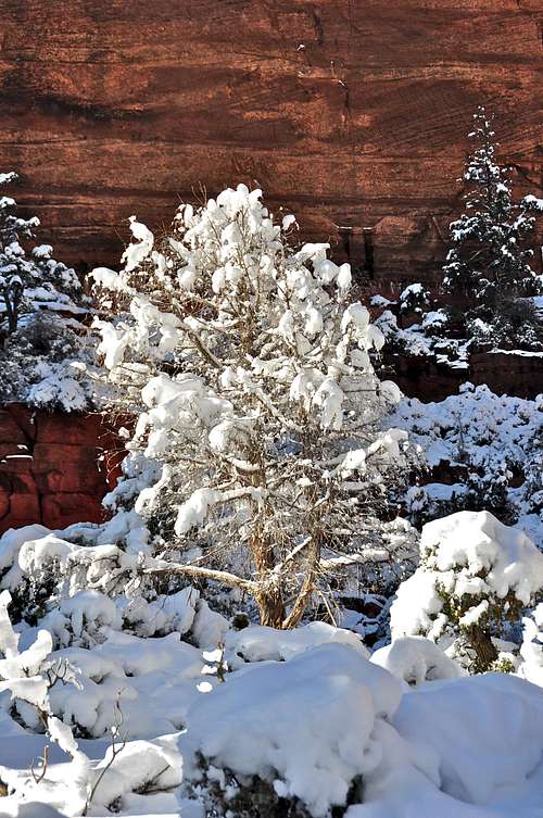 Snow covered Tree