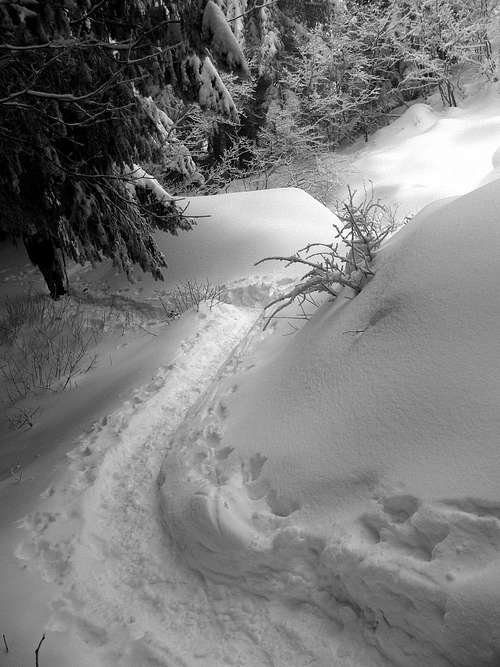 The Snow Trail