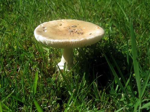 Flat Headed Mushroom