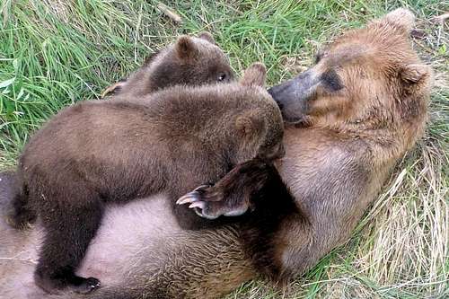 Cubs with Mother