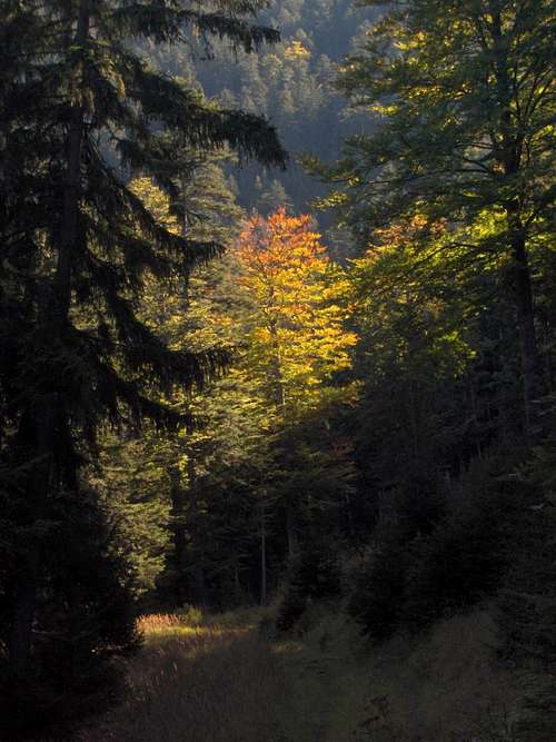 Fall colors in the woods north of Garmisch-Partenkirchen