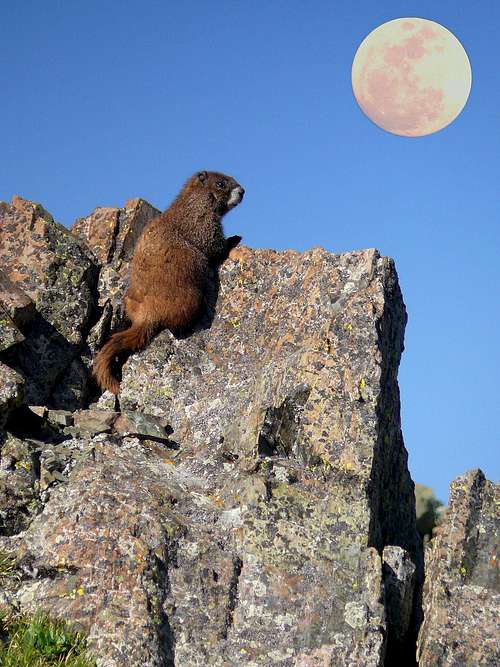 Moon over my marmot..
