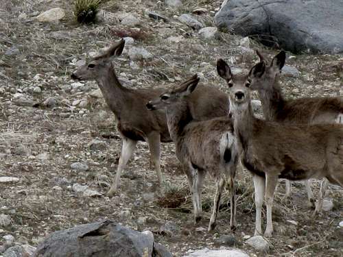 Deer in Big Pine Creek Canyon