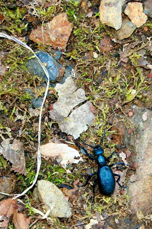 Snail-eating beetle