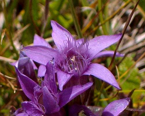 Alpine flower