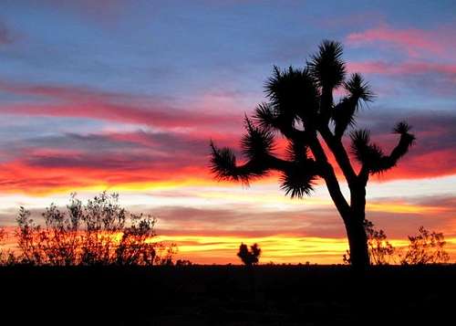 Joshua Trees against a Painted Sky