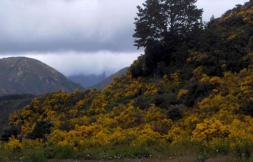 Gorse along the banks of the lower Cass River