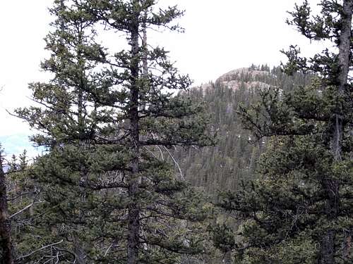 Approaching the summit through the trees