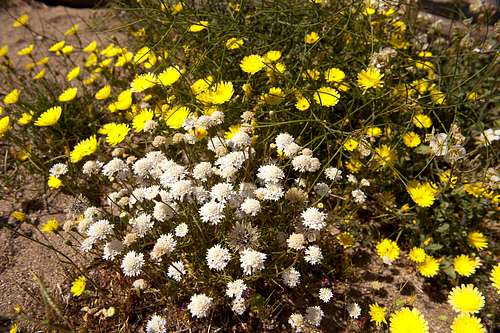 Wildflowers in the Anza Borrego