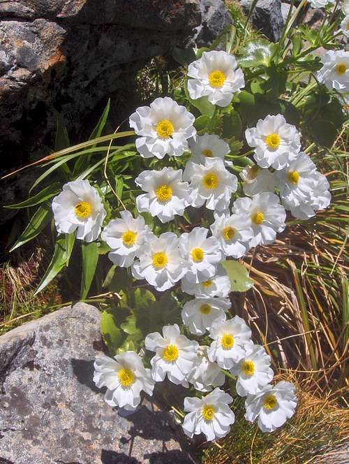 Alpine flowers near the Taipoiti River
