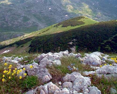 Flower-power on the ridge...