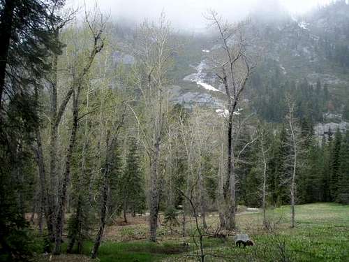 Upper Meadow, Early Summer