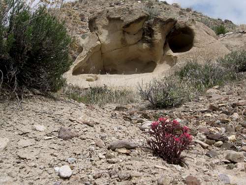 The wildflowers are blooming in the desert.Owyhee desert,Idaho