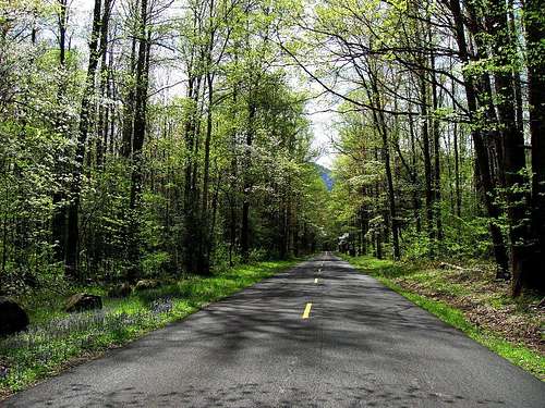 Road to Cosby Campground in April