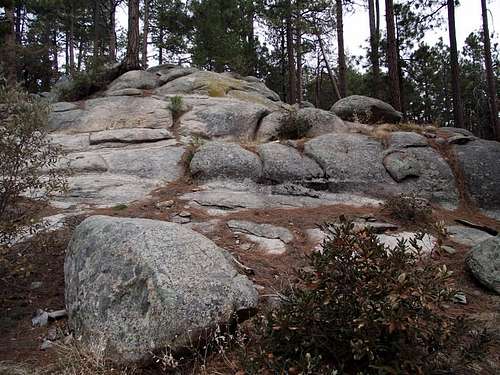 Rocks and Pines
