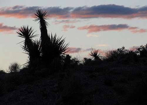 Sunset Yuccas
