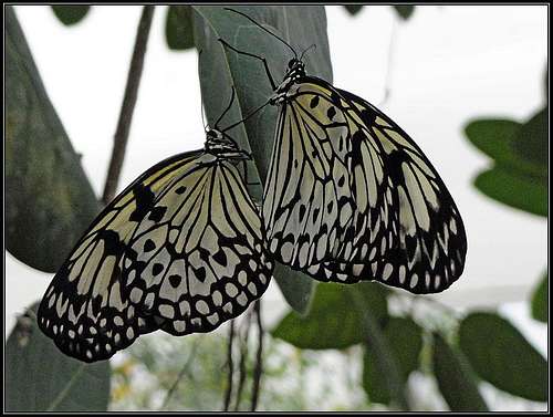 Butterflies of Bordano