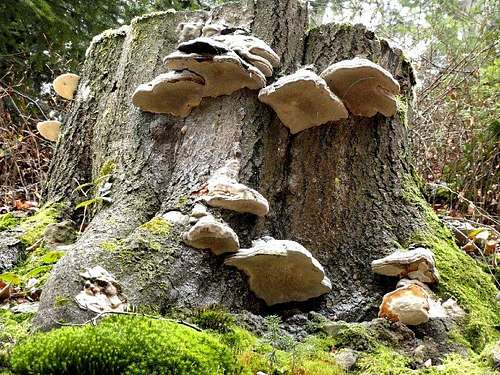 Stump and his mushrooms.