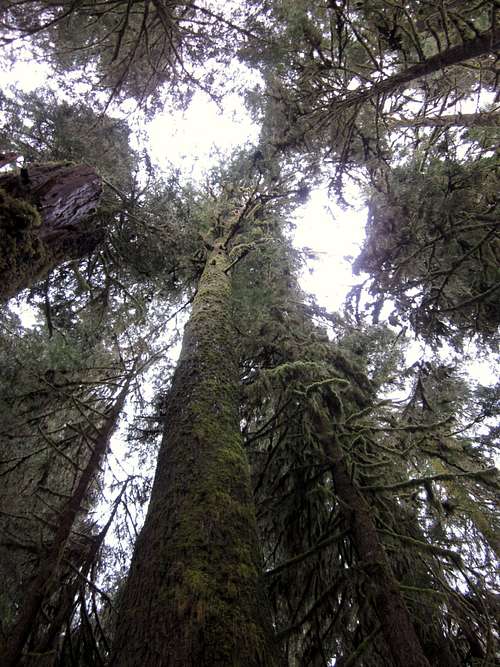 Huge trees