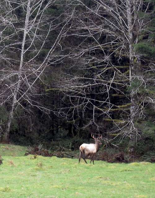 One of the many Elk