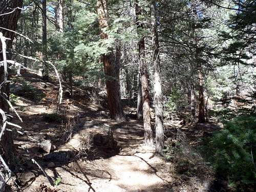 Dense woods in Bear Gulch