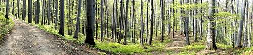 In beech forest