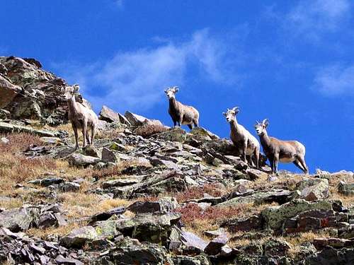 A group of bighorn sheep we...