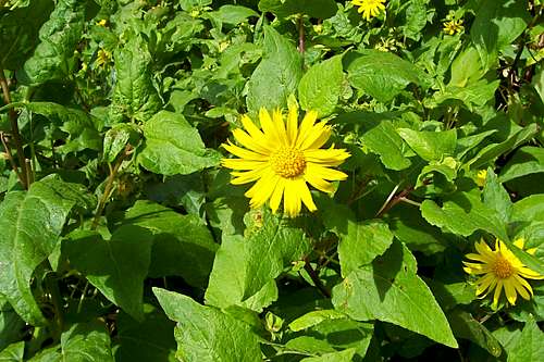 Canyon Sunflower