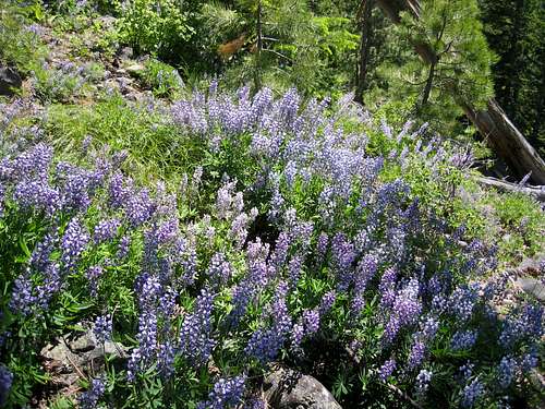 Lupines in bloom