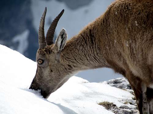 ibex on Cima di Terrarossa